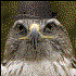 Avatar for mrhAWK