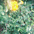 Avatar for Salamiboyevan