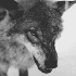 Avatar for TheGatta