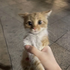 Avatar for kittenmaxxer