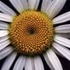 Avatar for Fleur-Anglaise