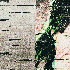 Avatar for sayohikawa