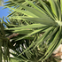Awatar dla finpapp-