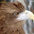 Avatar for Blackkite