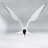 Avatar for Northern_Bird