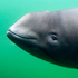 Avatar for Boneporpoise