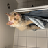 Avatar for PlussBassist