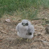 Avatar for wingedmechanism