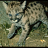 Avatar for piccolopuma