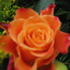 Avatar for doornroosje70