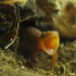 Fishwillfly için avatar