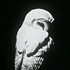 Avatar for moons_favorite