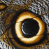Avatar for kcbee