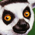 Avatar for komradeocelot