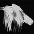 Avatar for whiteeraven