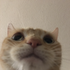 Avatar for poggers11
