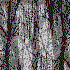 Avatar for invertebrata
