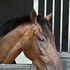 Avatar for orses4corses