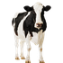 Avatar for craziestanomaly