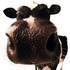 Avatar for yabbakazoo
