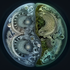 Avatar für Hydrozoans