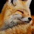 Avatar for Amandur