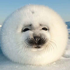 Avatar for Cedarw
