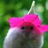 PinkSatan için avatar