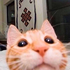Avatar for SandCatVT
