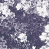 Avatar for Festives