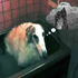 plamnt さんのアバター