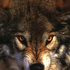Avatar for thewarg