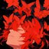 Avatar for the_dachii