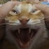 Avatar de cold-pistaccio