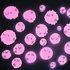 kittpurry için avatar