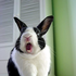 Avatar for luppa-