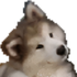 Avatar for ACuteDoggi