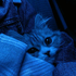 Avatar for ninnish