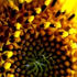 Avatar di Omnihearous