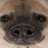 Avatar for somecallmematt