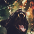 Avatar di Saveyourhead