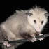 Avatar for chunderhoad