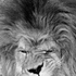 Avatar for JeremyPanjaitan