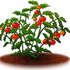 Avatar for Tomatplanta