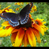 Avatar for schmetterfly