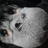 Avatar di DesolateTomb
