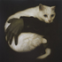 Avatar for celestepreviati