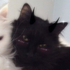 Avatar de theonlydesuwu