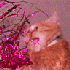 piwitron için avatar