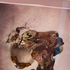 Avatar for ID_SINK